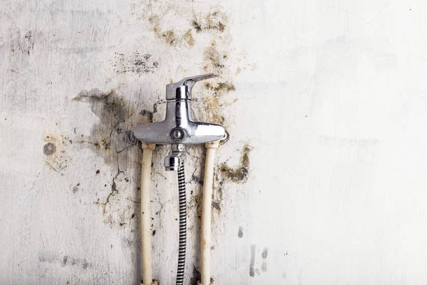 Best Mold Damage Repair  in Lake Shore, WA