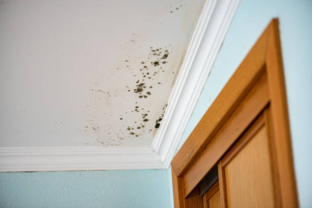 Best Fast Mold Removal  in Lake Shore, WA