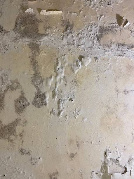 Best Mold Testing  in Lake Shore, WA