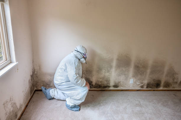 Best Office Mold Removal Services  in Lake Shore, WA