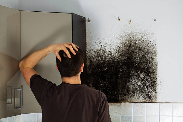 Best Mold Removal Near Me  in Lake Shore, WA