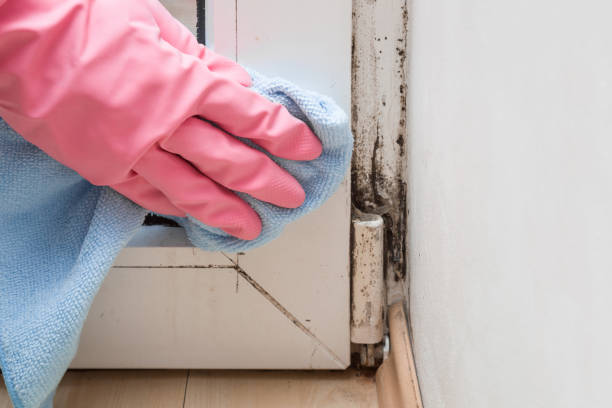 Best Commercial Mold Removal  in Lake Shore, WA